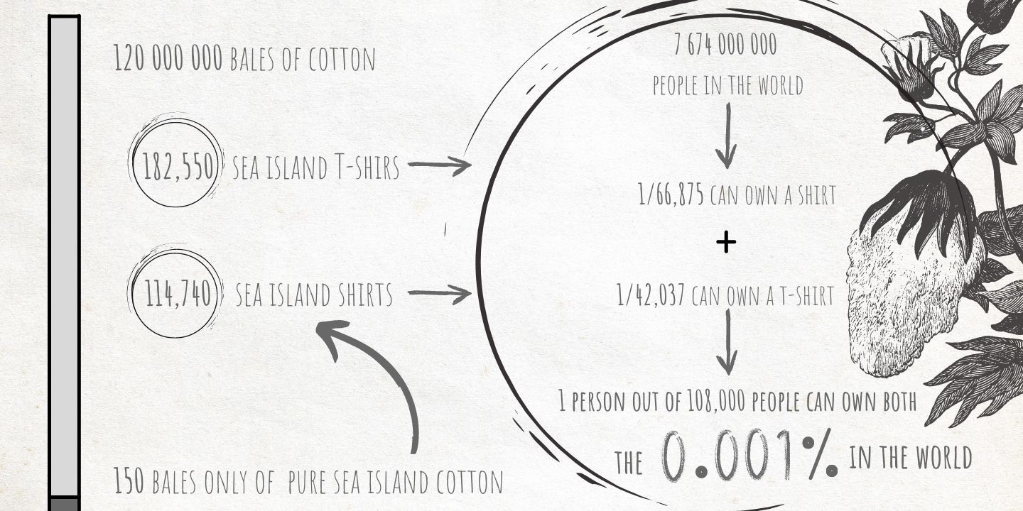 sea_island_cotton_why_is_so_rare_precious_special